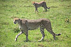 10-Day Uganda Gorilla Trekking & Safari