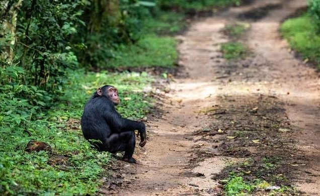 6 Days Uganda Gorilla Trekking, Chimpanzee & Wildlife Safari