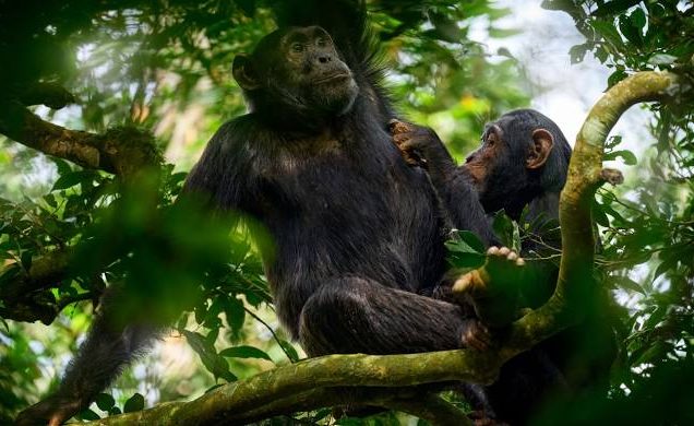 6 Days Uganda Gorilla Trekking, Chimpanzee & Wildlife Safari