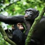 Uganda Safari From France | World Blossom Safaris Uganda