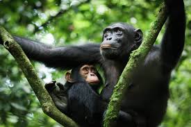 4-Day Nyungwe Chimpanzee Trekking and Canopy Walk Tour