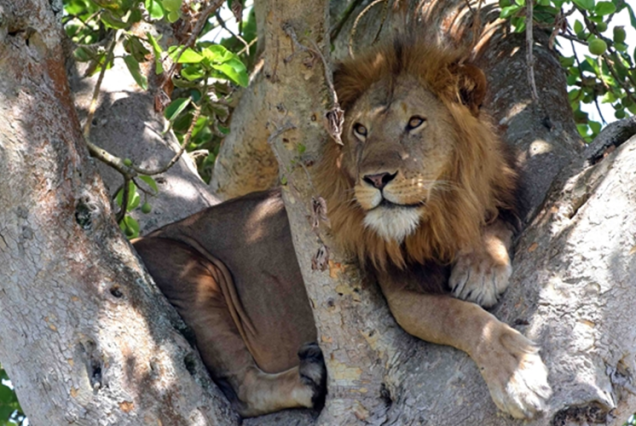20-Day Uganda Wildlife Safari