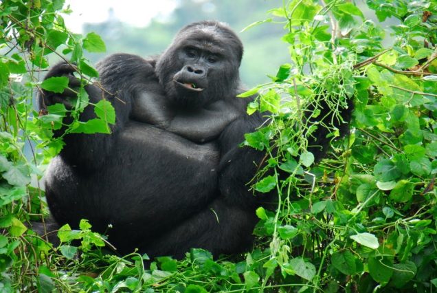 3-Day Bwindi Fly-In Gorilla Tour – Uganda Gorilla Trekking Safari
