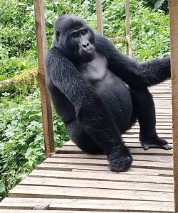 Bwindi impenetrable national park